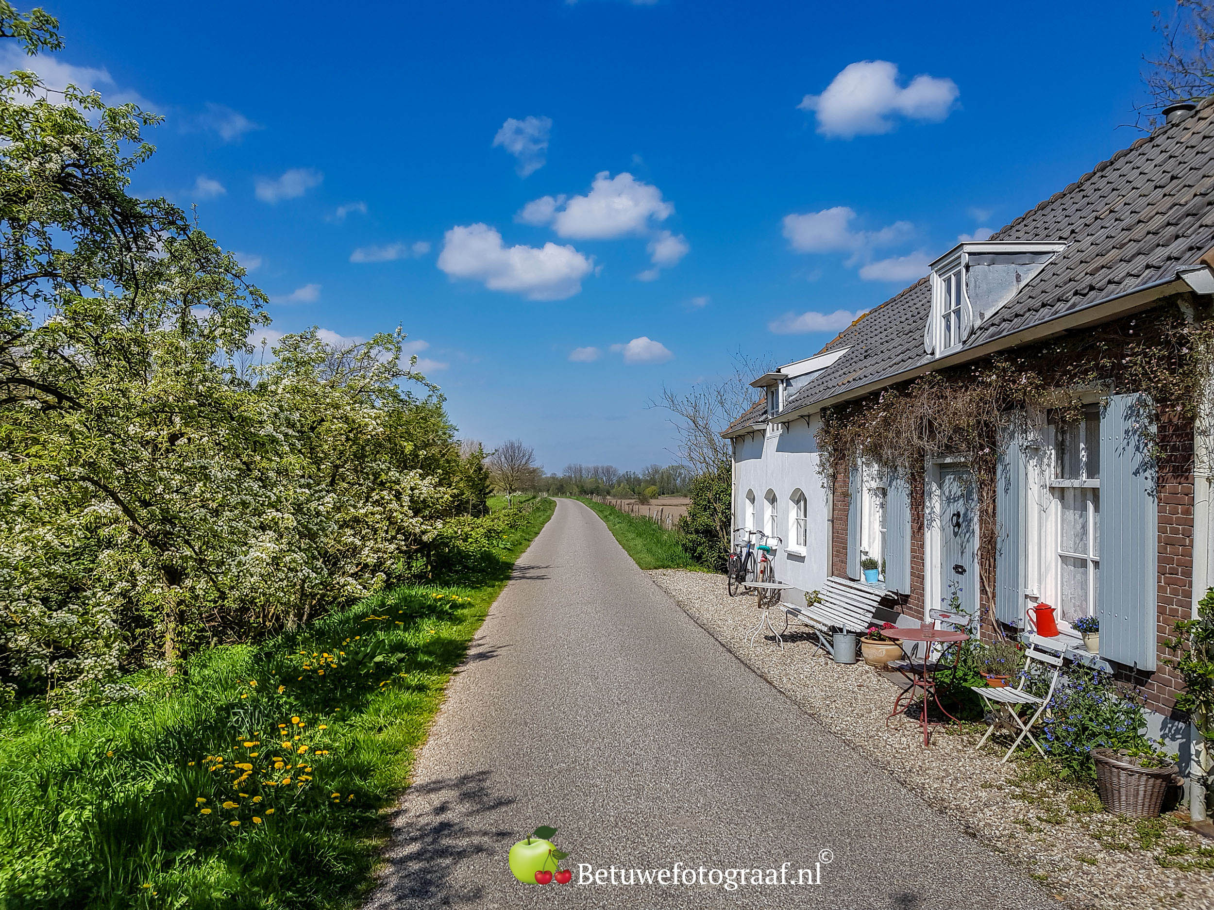 Perenbomen op de dijk met huis in Rumpt in de lente